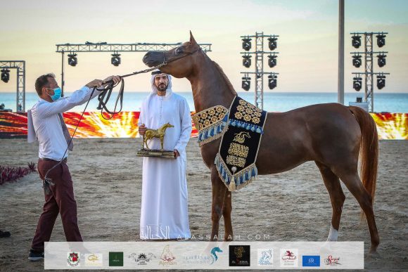 منار الهواجر (دومنيك ام x فلينتينا اف) لسلطان خليفة اليحيائي