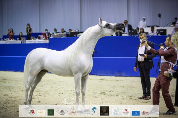إي اس برينس (إي اس سراب x راغد الناصر) مربط الشيخ عبد الله بن ماجد القاسمي