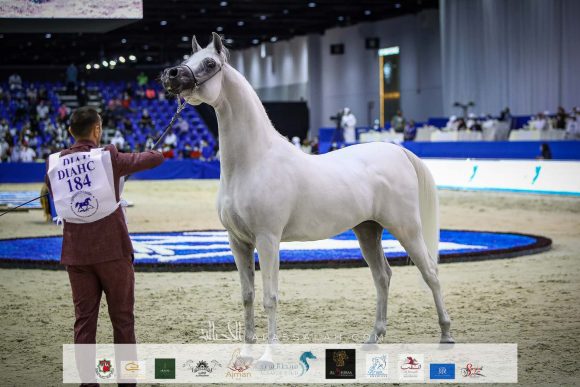 إي اس برينس (إي اس سراب x راغد الناصر) مربط الشيخ عبد الله بن ماجد القاسمي
