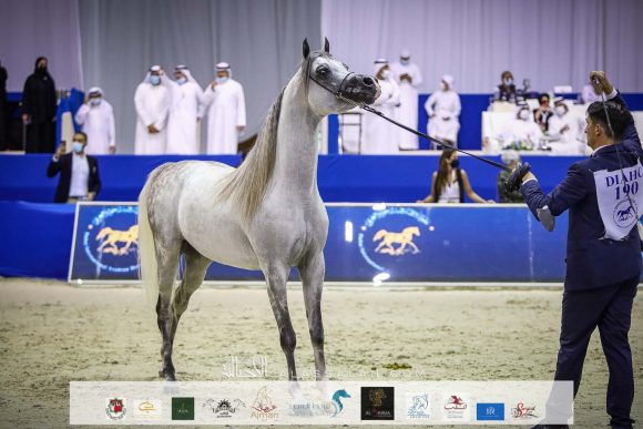 دي سراج (اف ايه الرشيم X ليدي فيرونيكا) مربط دبي