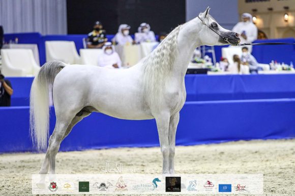 إي اس حرير (ع ج دينار x تي اف ماغنومس ماجيك) مربط الصقران