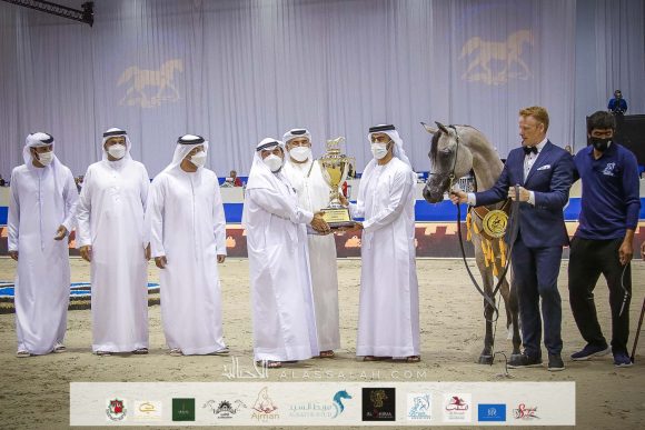 الأريام بنفسج ( دومنيك ام x الأريام بسمة) مربط عجمان