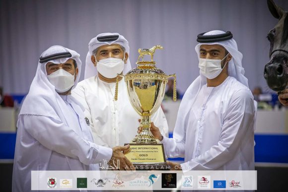 الأريام بنفسج ( دومنيك ام x الأريام بسمة) مربط عجمان