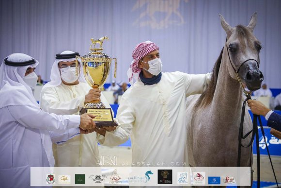 دي جودي (ع ج عزام x إيلي فلامينكا) مربط دبي