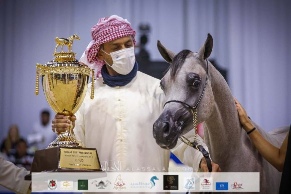 دي شرار ( دي سراج x اف تي شيلا) مربط دبي