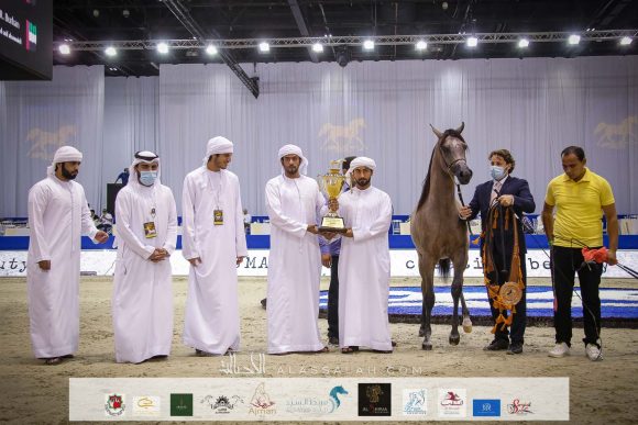 اي ال ار بركان (اس كيو بركان x يعقوبية الزبير) مربط خليفة محمد سيف السويدي