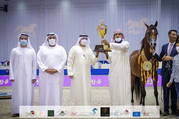 دي شيماز (اف ايه الرشيم x ليدي فيرونيكا) مربط دبي