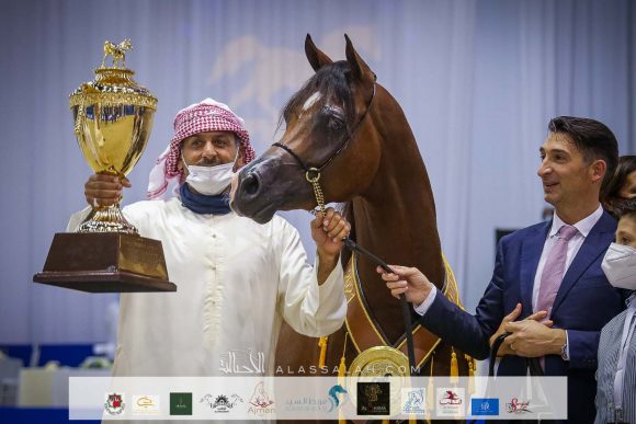 دي شيماز (اف ايه الرشيم x ليدي فيرونيكا) مربط دبي