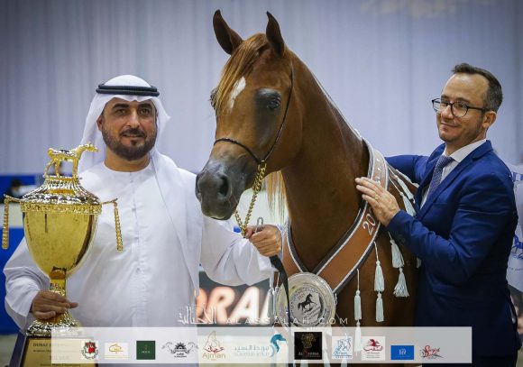 ارجوان البداير (ع ج مرزان x الزيندرا البداير) مربط البداير