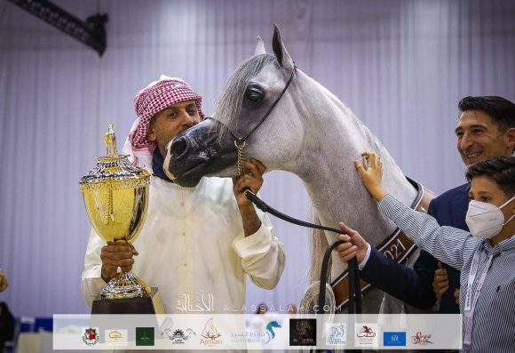 دي سراج (اف ايه الرشيم X ليدي فيرونيكا) مربط دبي