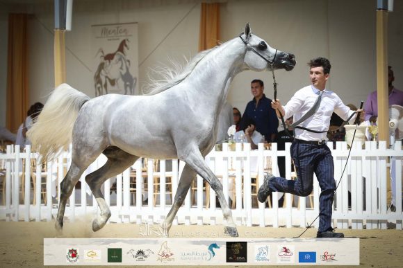 دي سراج (اف ايه الرشيم x ليدي فيرونيكا) مربط دبي – الإمارات