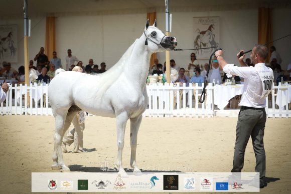 اكسكاليبور إي ايه (شنغهاي إي ايه x ايسنس اوف مروان إي ايه) مربط أكمل – السعودية