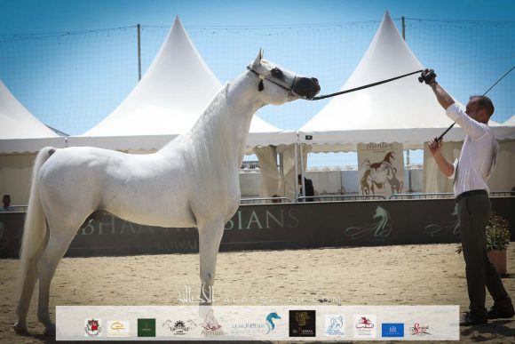 اكسكاليبور إي ايه (شنغهاي إي ايه x ايسنس اوف مروان إي ايه) مربط أكمل – السعودية