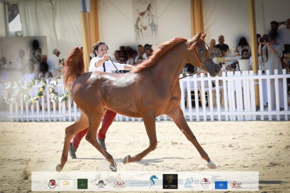 بيرفيكتا الجاسمية (بيكاسو دي آي مار x جزانة الجاسمية ) مرزعة الجاسمية – قطر