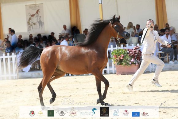 مجيدة البيداء (مراج x مدينة البيداء) مربط البيداء – مصر