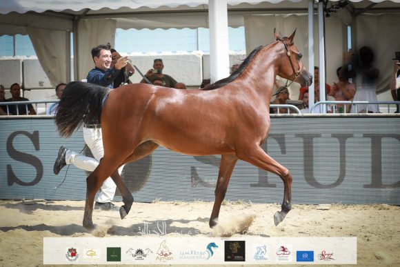 دي ثريا (اف ايه الرشيم x دي ازلية) مربط الوجبة – قطر