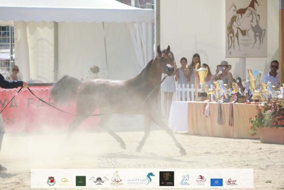 دي ثريا (اف ايه الرشيم x دي ازلية) مربط الوجبة – قطر