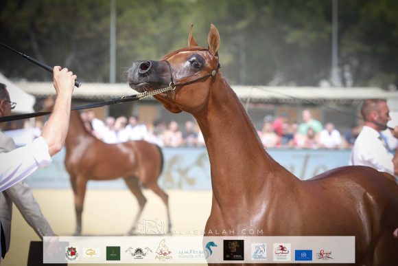 بيرفيكتا الجاسمية (بيكاسو دي آي مار x جزانة الجاسمية ) مرزعة الجاسمية – قطر