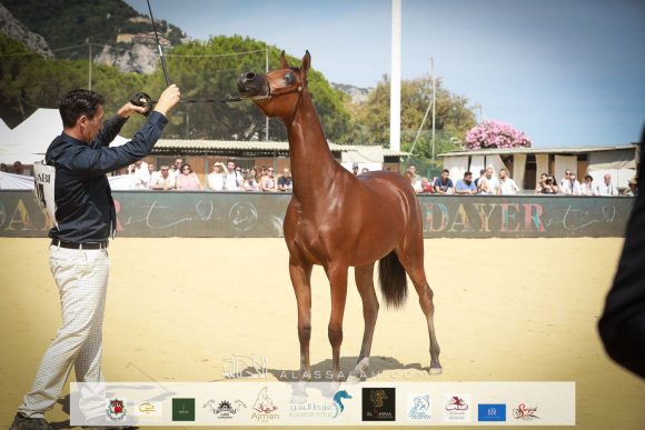 دي ثريا (اف ايه الرشيم x دي ازلية) مربط الوجبة – قطر