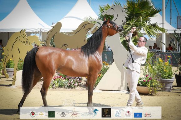 مجيدة البيداء (مراج x مدينة البيداء) مربط البيداء – مصر