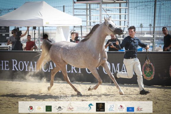 دي جودي (ع ج عزام x ايلي فلامينكا) مربط دبي – الإمارات