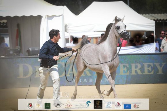 دي جودي (ع ج عزام x ايلي فلامينكا) مربط دبي – الإمارات