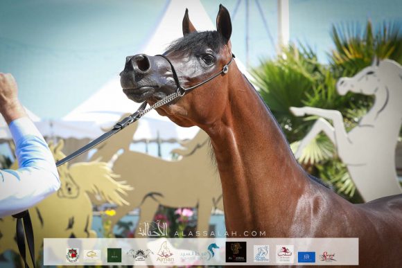 آر دي اس اكسويسيت (اكسكاليبور إي ايه x انجليكا كيه اس ) الأوراسية – البحرين