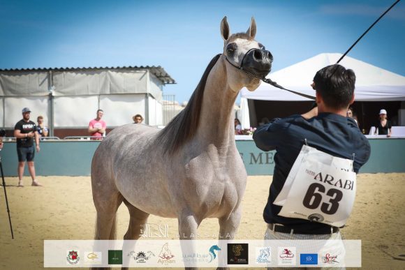 دي جودي (ع ج عزام x ايلي فلامينكا) مربط دبي – الإمارات