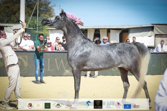 سوار الشقب (اس ام ايه ماجيك وان x ابها ميرا) مربط الشقب – قطر