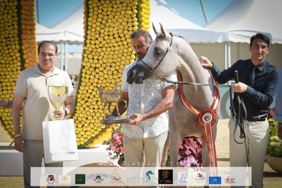 دي جودي (ع ج عزام x ايلي فلامينكا) مربط دبي – الإمارات