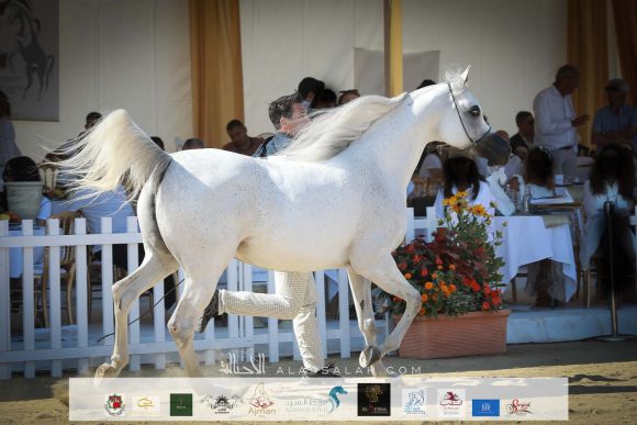 مزن البداير (اس ام ايه ماجيك وان x ماتهاري) مربط الوجبة – قطر