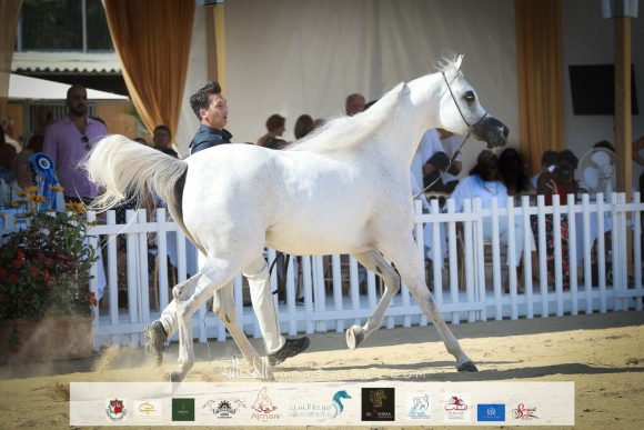 مزن البداير (اس ام ايه ماجيك وان x ماتهاري) مربط الوجبة – قطر