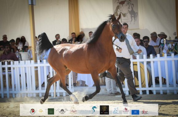 السا (كحيل الشقب x الميدا) مربط هنايا – سويسرا