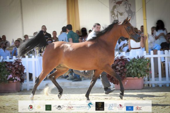 السا (كحيل الشقب x الميدا) مربط هنايا – سويسرا