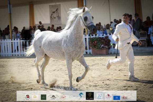 دي عزيزة (عجمان مونسيون x مينايت كيس جي) مربط هنايا – سويسرا