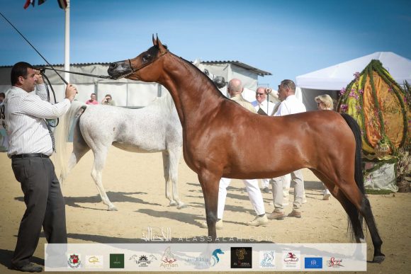 السا (كحيل الشقب x الميدا) مربط هنايا – سويسرا