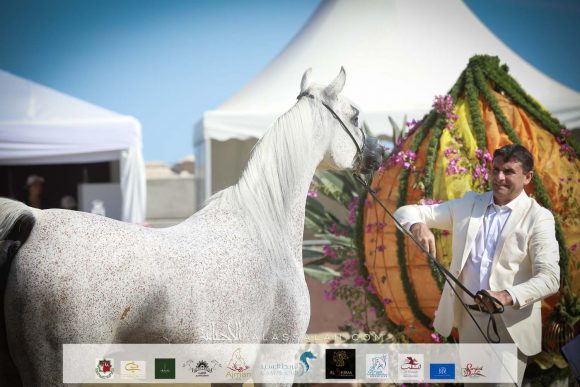 دي عزيزة (عجمان مونسيون x مينايت كيس جي) مربط هنايا – سويسرا