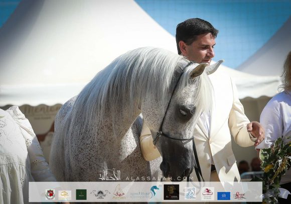 دي عزيزة (عجمان مونسيون x مينايت كيس جي) مربط هنايا – سويسرا