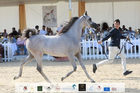 دي شرار (دي سراج x اف تي شيلا) مربط دبي – الإمارات
