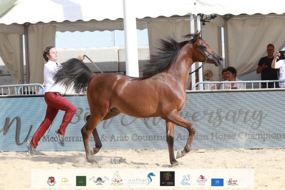 ليهون (اف ايه الرشيم x اراغيا فانيلا) مزرعة الجاسمية- قطر