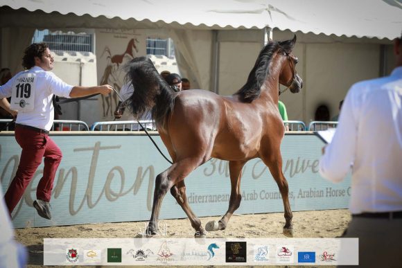 ليهون (اف ايه الرشيم x اراغيا فانيلا) مزرعة الجاسمية- قطر