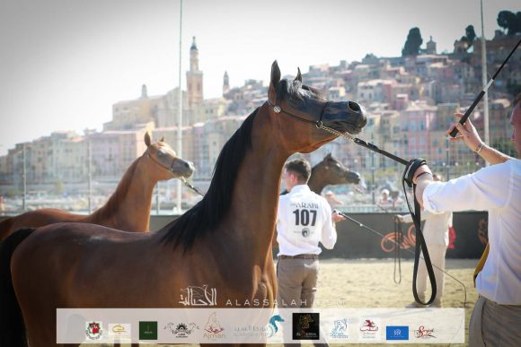 دبليو اف جوين (ماجيك ماغنفيك x دبليو دبليو جوينا) مربط انغيرو سيماس