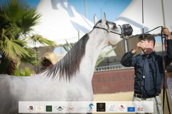 دي شرار (دي سراج x اف تي شيلا) مربط دبي – الإمارات