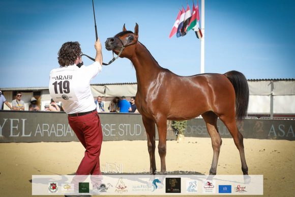 ليهون (اف ايه الرشيم x اراغيا فانيلا) مزرعة الجاسمية- قطر