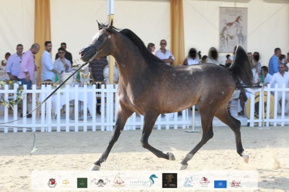 آر دي اس ارماني ( اكسكاليبور إي ايه x ستيلاريس بي بي ايه ) مزرعة الجاسمية – قطر