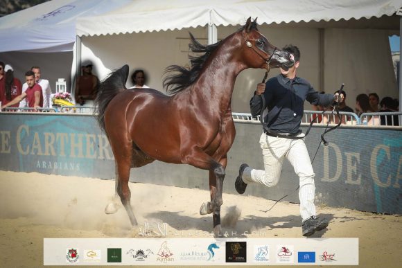 دي شيماز (اف ايه الرشيم x ليدي فيرونيكا) مربط دبي – الإمارات