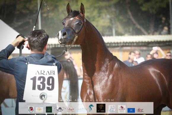 دي شيماز (اف ايه الرشيم x ليدي فيرونيكا) مربط دبي – الإمارات