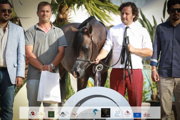 آر دي اس ارماني ( اكسكاليبور إي ايه x ستيلاريس بي بي ايه ) مزرعة الجاسمية – قطر