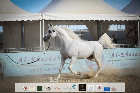 اكسكاليبور إي ايه (شنغهاي إي ايه x ايسنس اوف مروان إي ايه) مربط أكمل – السعودية