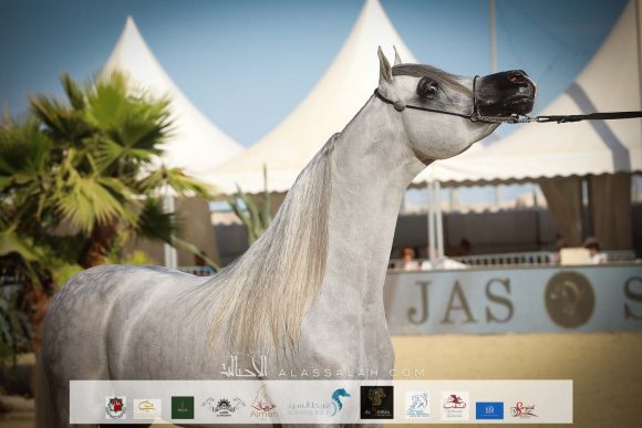 نسيم الراشدية (العديد الشقب x نبوية الزين) مربط الراشدية – البحرين